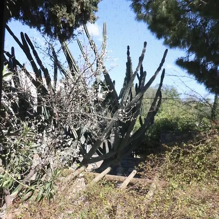 Oda ve Kahvaltı Ha La Bodrum